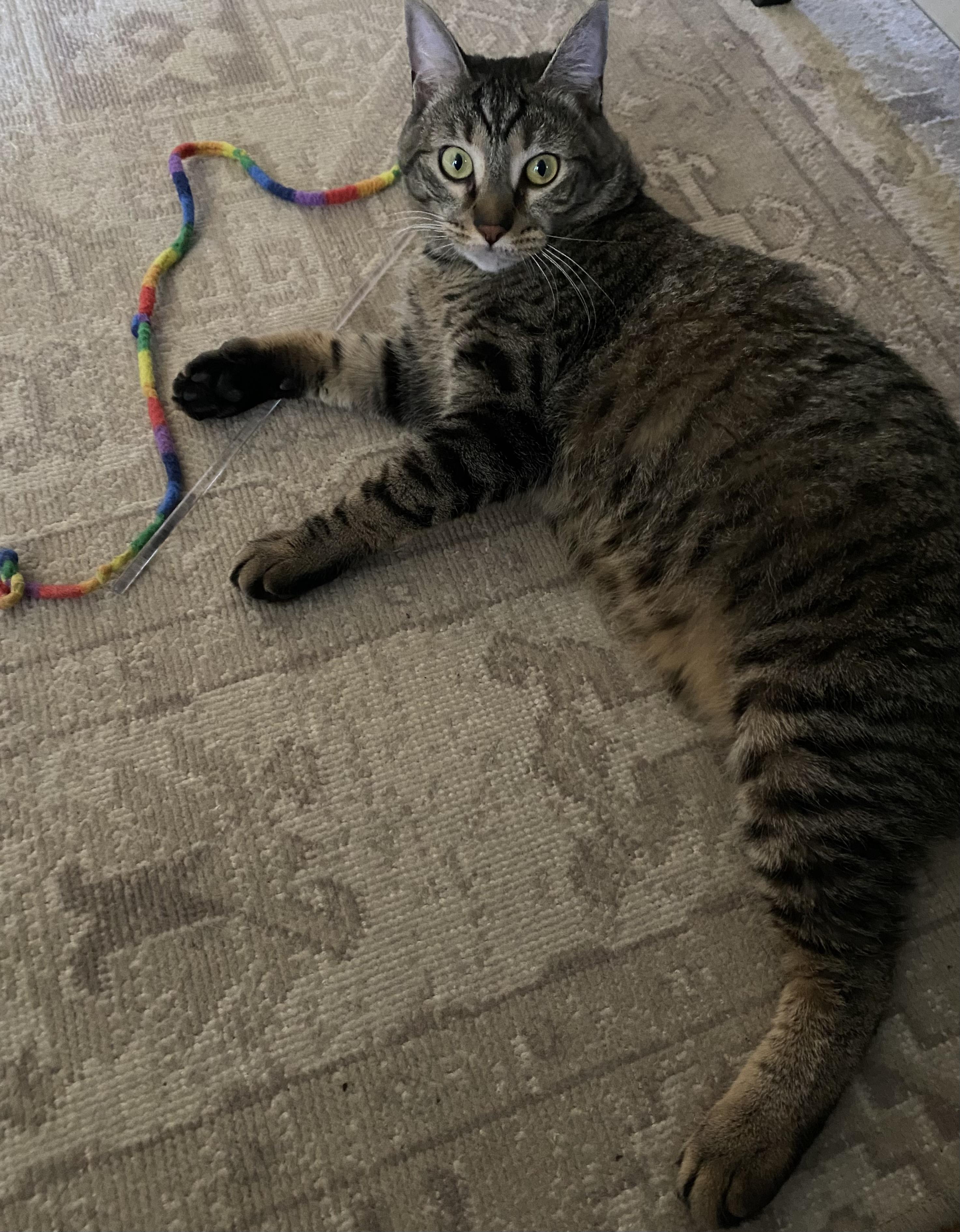 Eileen (tripod & gentle hearted warrior)