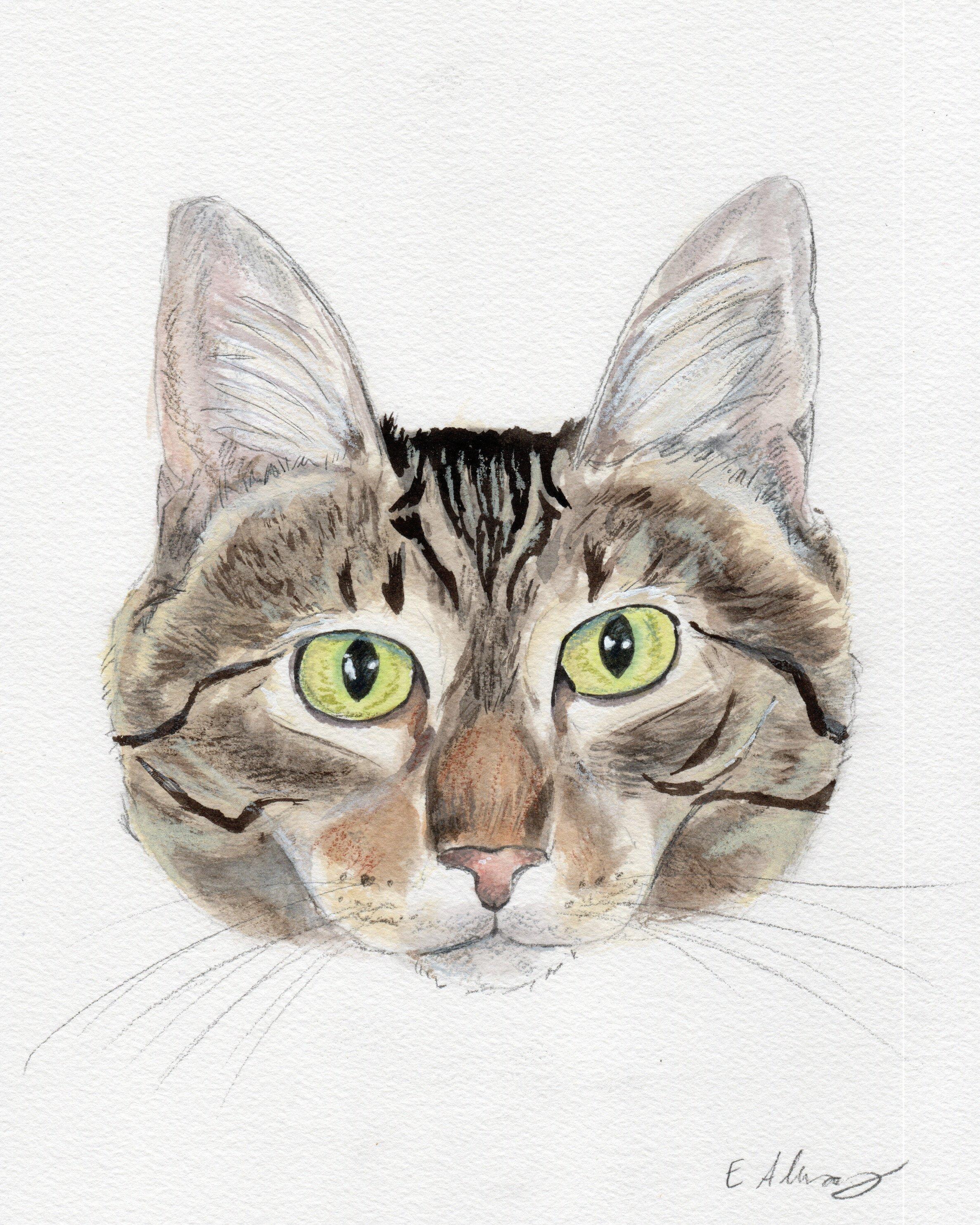 Eileen (tripod & gentle hearted warrior), a Adoptable Domestic Short Hair in Lemoyne, PA image 6/6
