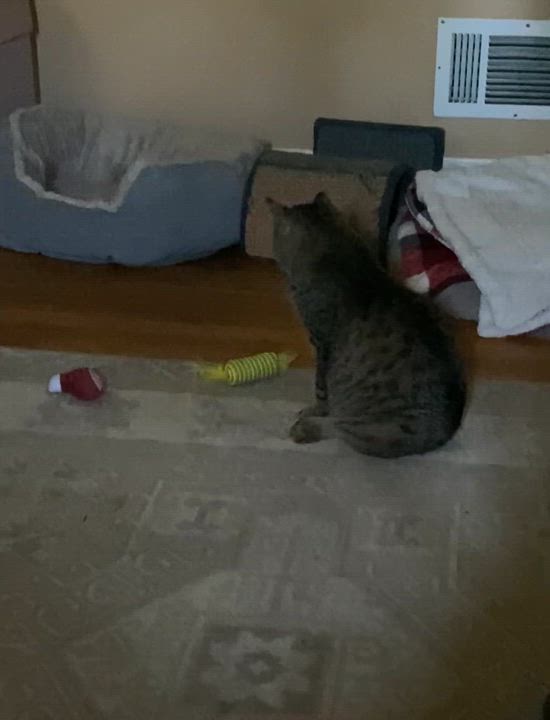 Enlarge Eileen (tripod & gentle hearted warrior), a Adoptable Domestic Short Hair in Lemoyne, PA video 6/6