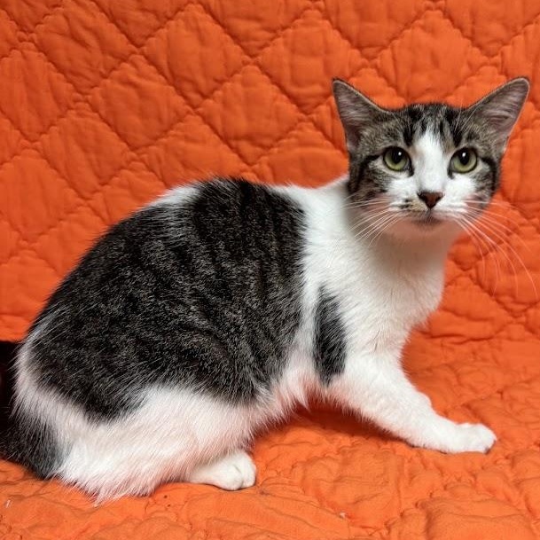 Sunshine, adopted, Adult Female Domestic Short Hair.