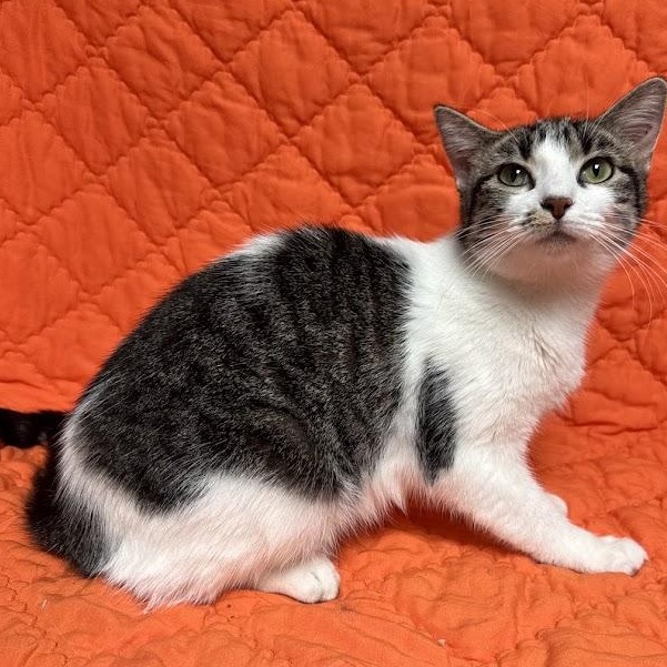 Sunshine, an adopted Domestic Short Hair in Waterloo, IA image 2/3