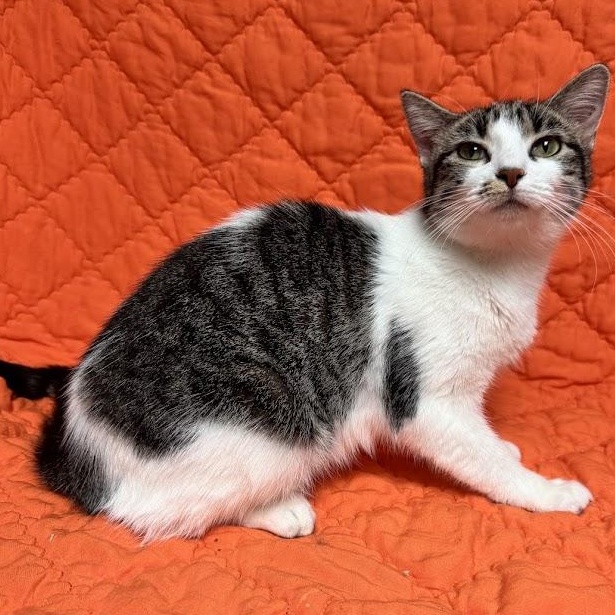 Sunshine, an adopted Domestic Short Hair in Waterloo, IA image 3/3