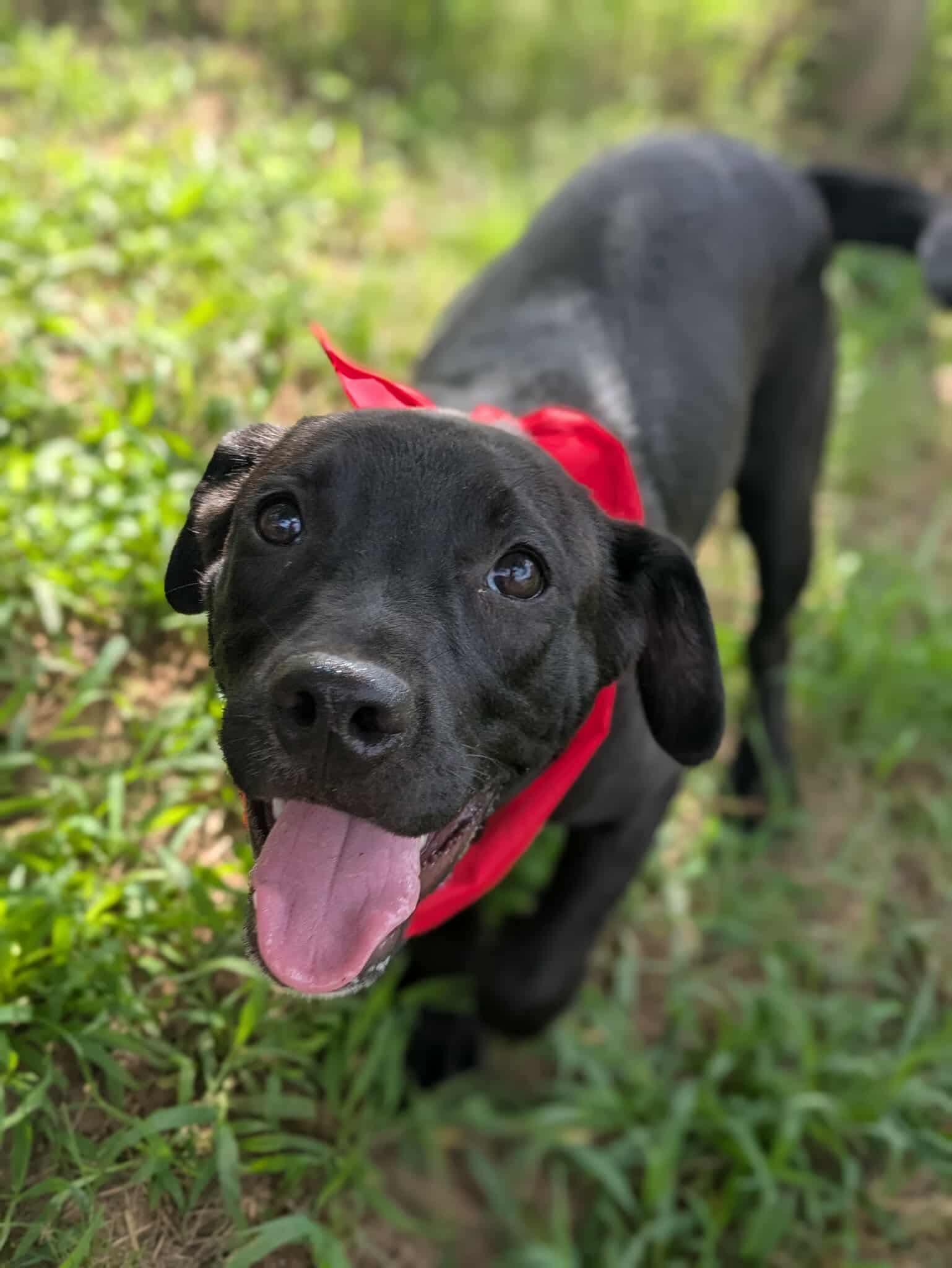Enlarge Piglet, a Adoptable mixed breed in Dover, AR image 1/6