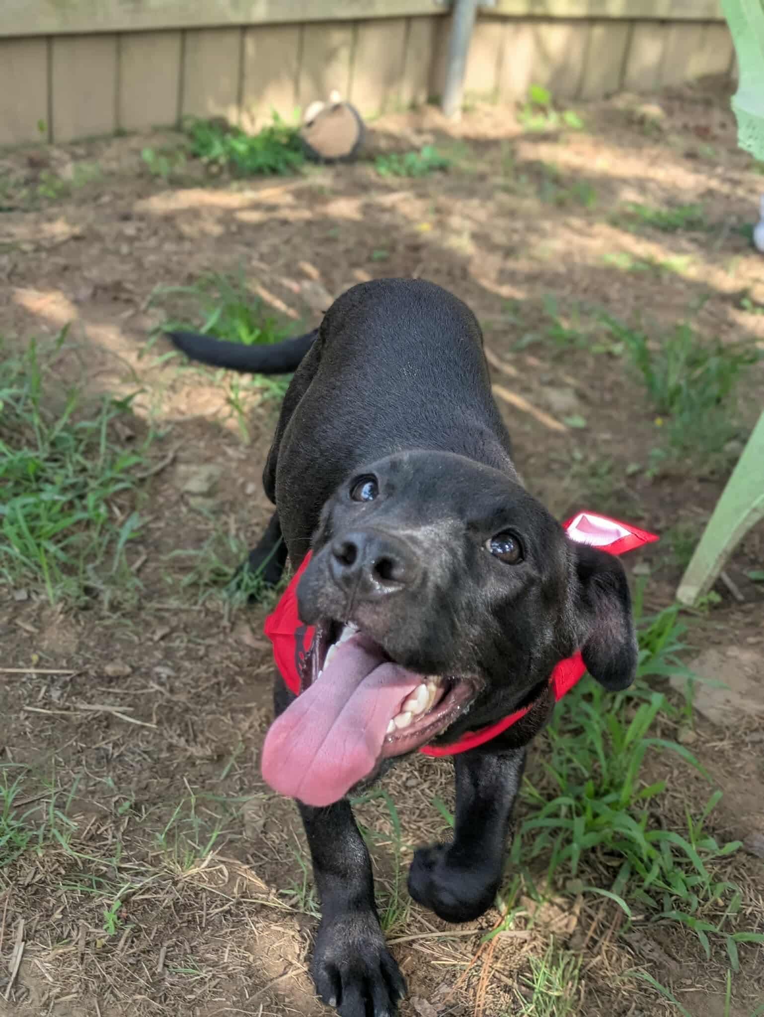 Enlarge Piglet, a Adoptable mixed breed in Dover, AR image 2/6