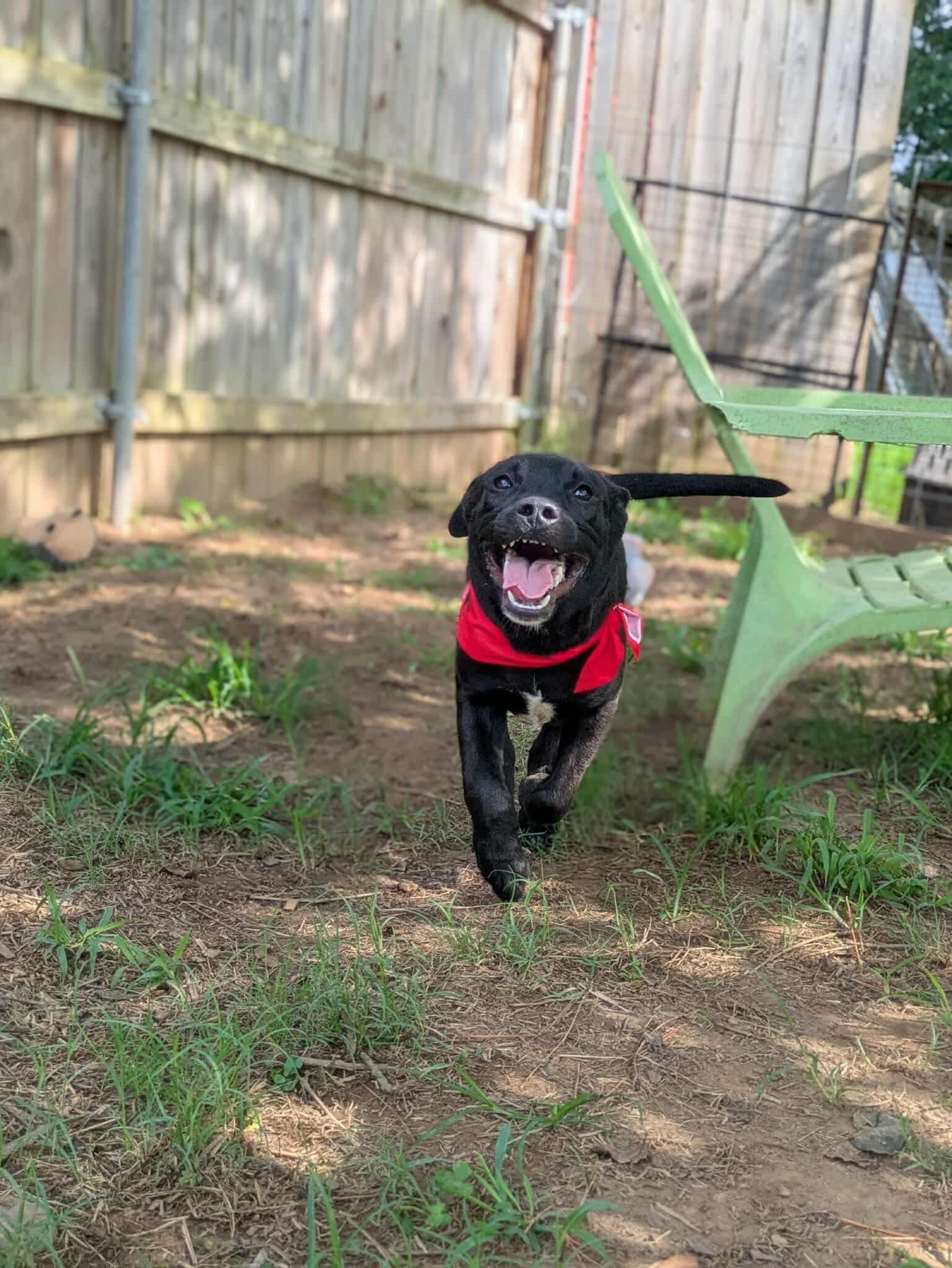 Enlarge Piglet, a Adoptable mixed breed in Dover, AR image 4/6