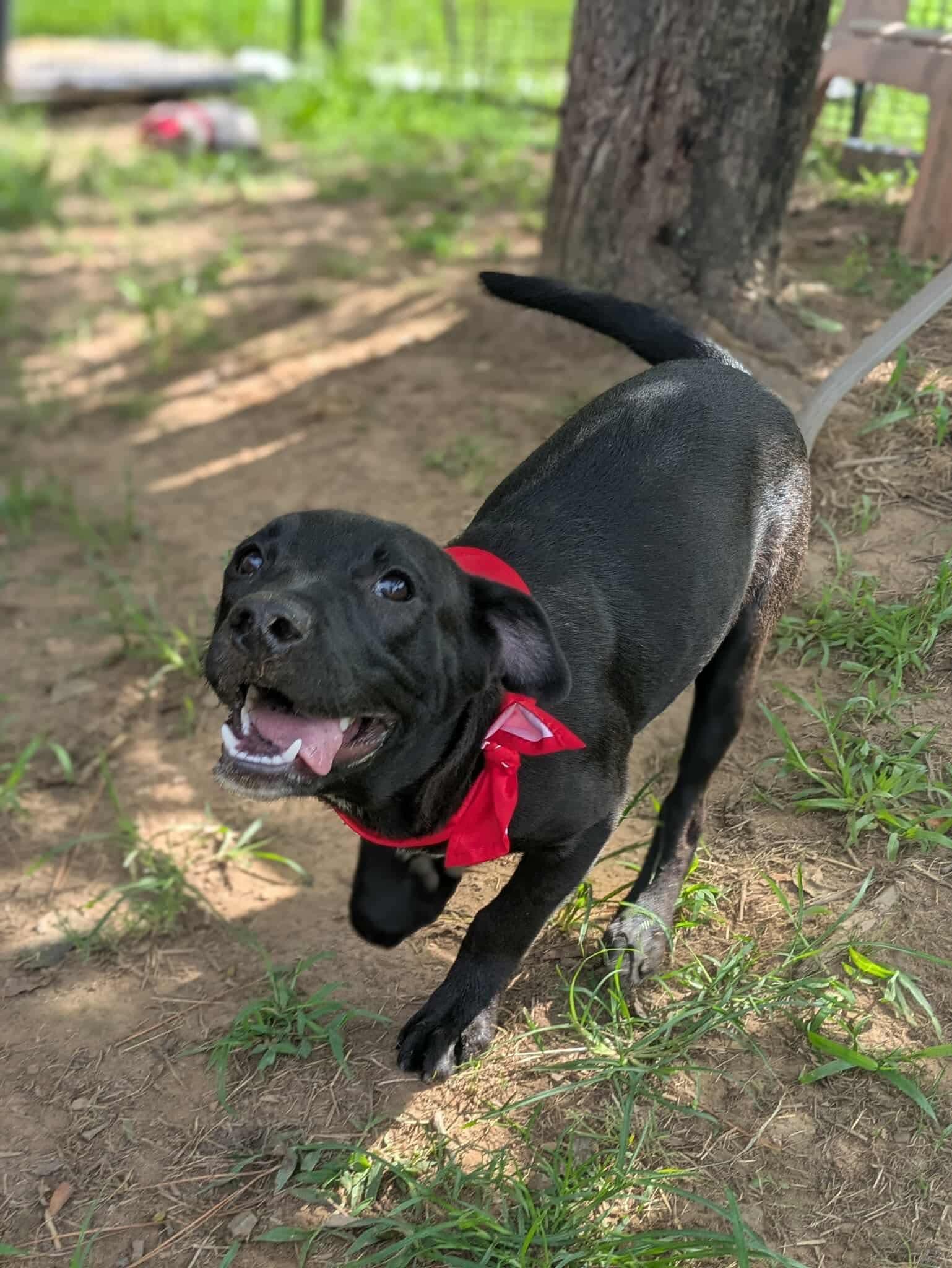 Enlarge Piglet, a Adoptable mixed breed in Dover, AR image 5/6