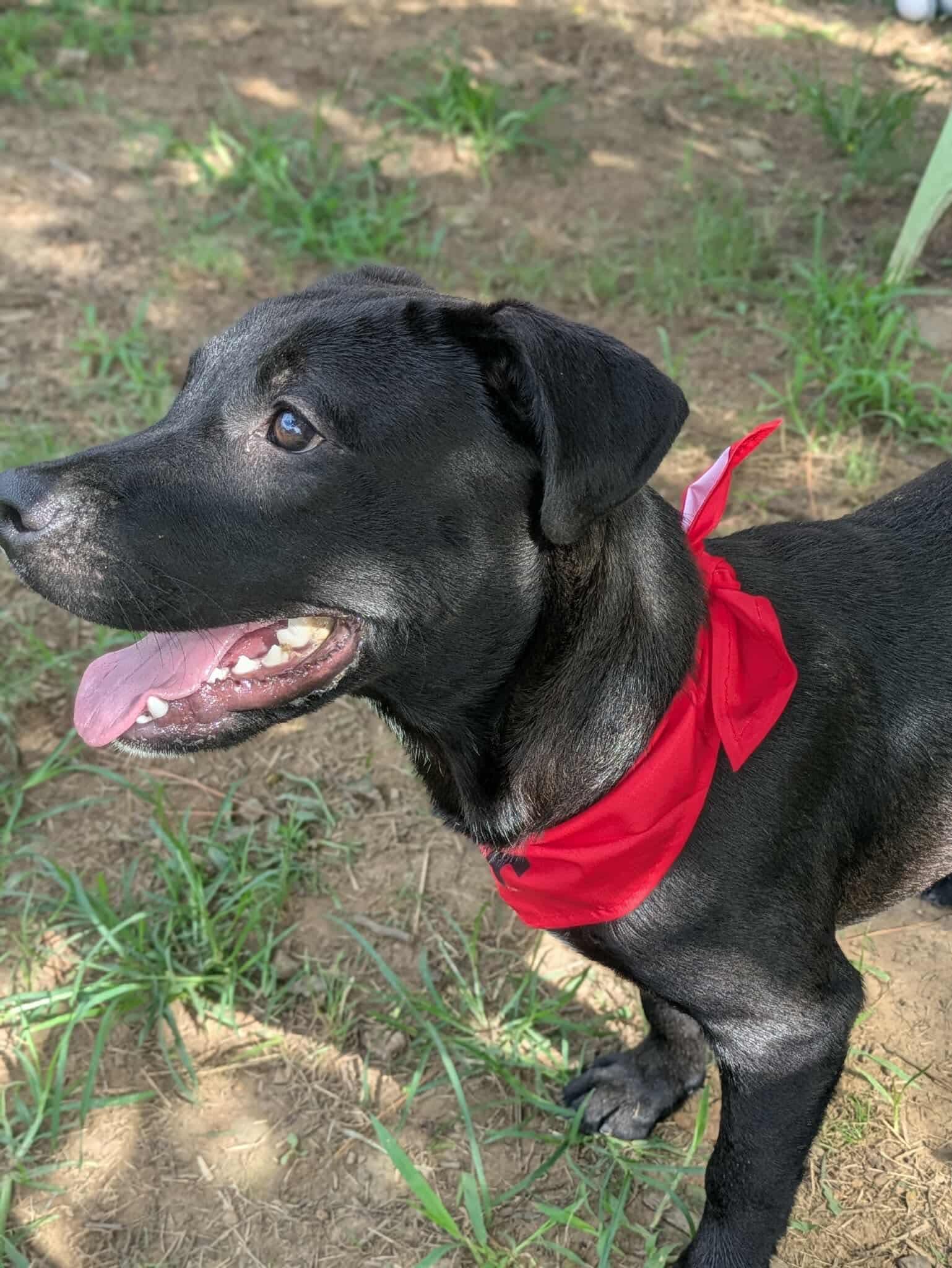 Enlarge Piglet, a Adoptable mixed breed in Dover, AR image 6/6