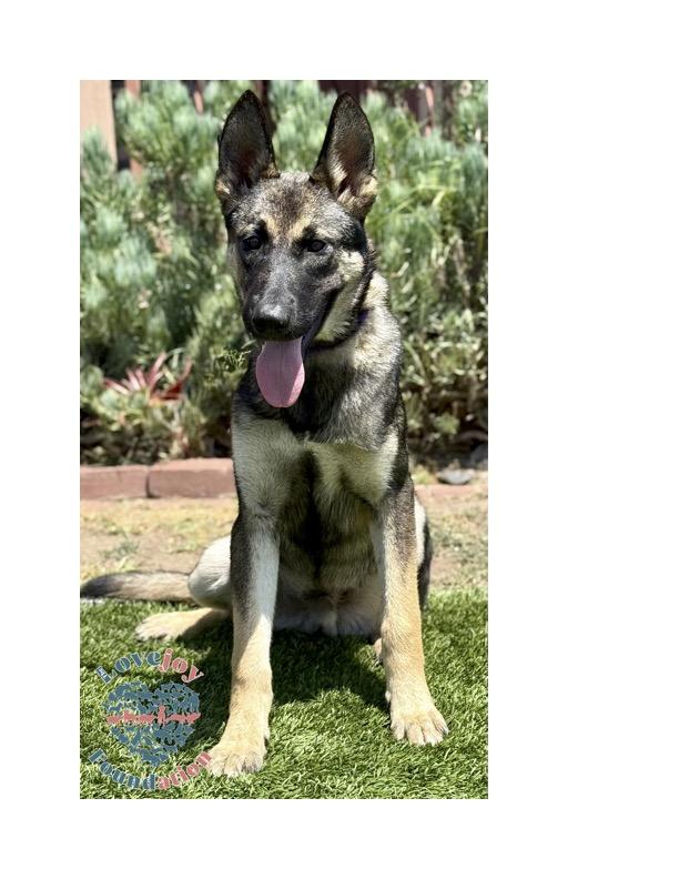 The Abandoned 5 are a group of resilient 7 month old German Shepherd and Belgian Malinois Mix puppie