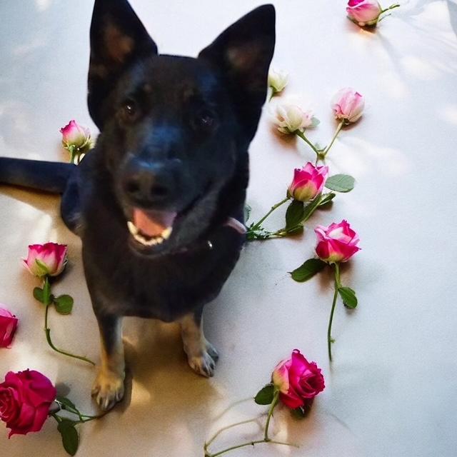 Kayla Mae, Adopted, Young Female German Shepherd Dog.