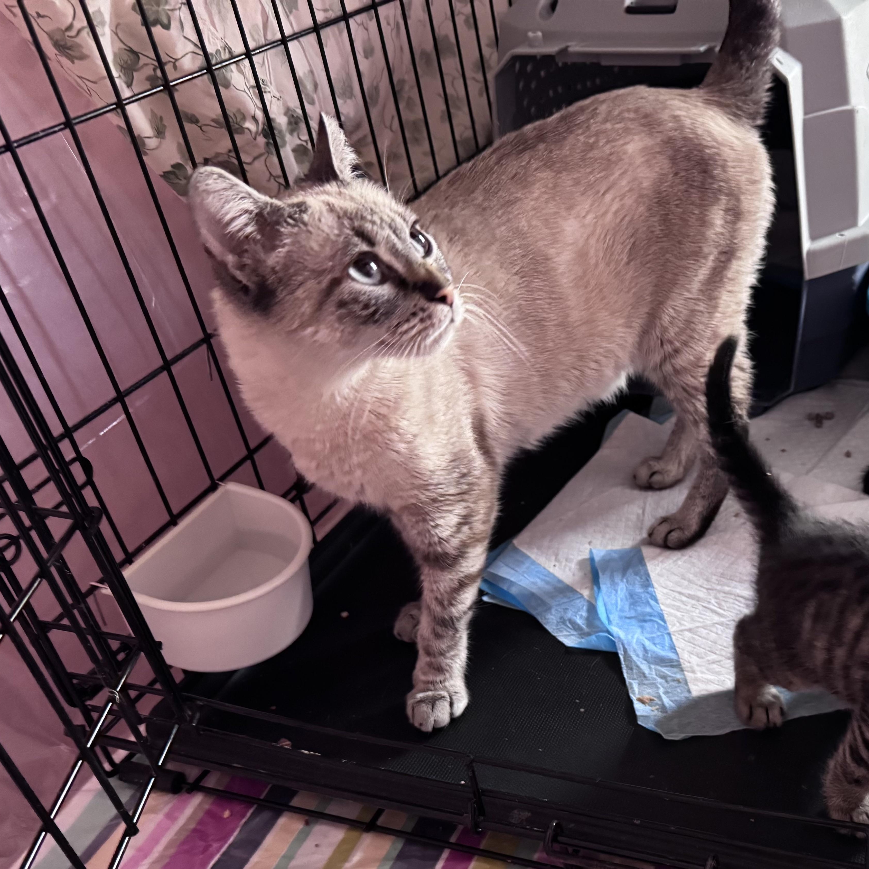 Enlarge SNOWY , an adopted mixed breed in New York, NY image 3/4