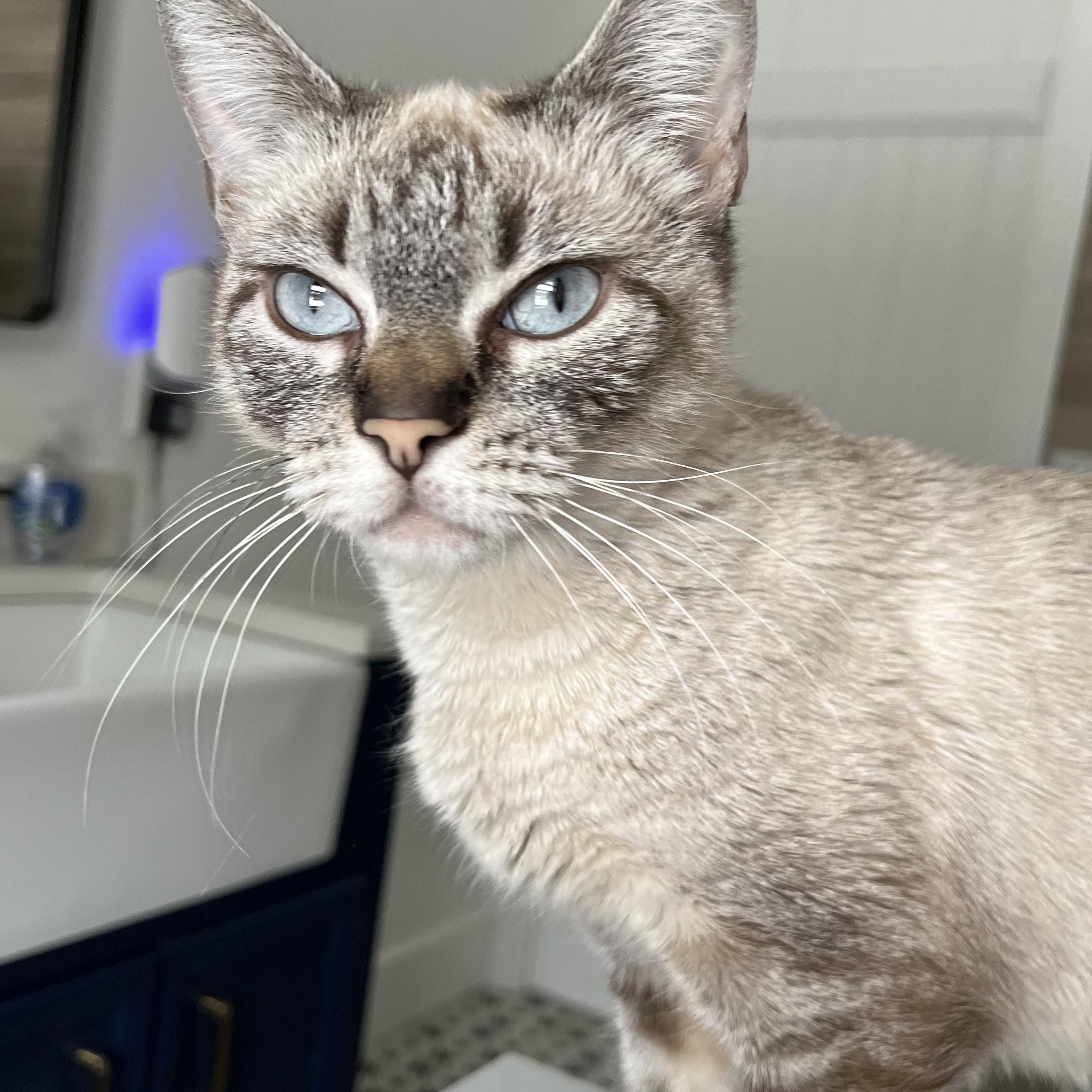 Enlarge SNOWY , an adopted mixed breed in New York, NY image 1/4