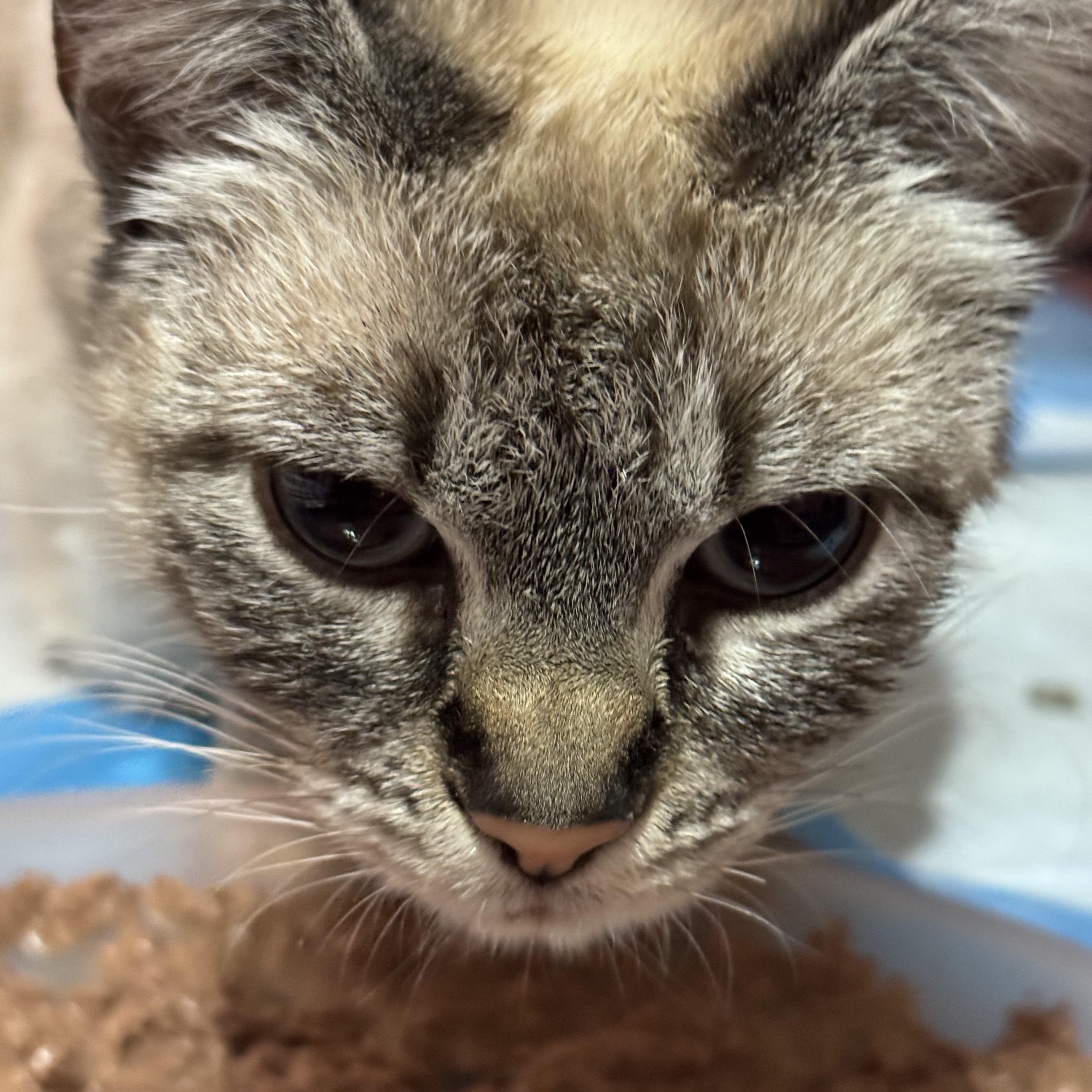 Enlarge SNOWY , an adopted mixed breed in New York, NY image 2/4