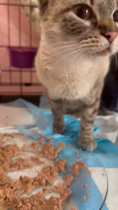 Enlarge SNOWY , an adopted mixed breed in New York, NY video 4/4