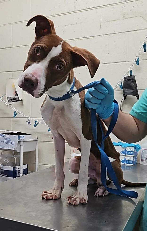 Enlarge Prince, a Adoptable mixed breed in Albany, GA image 2/6