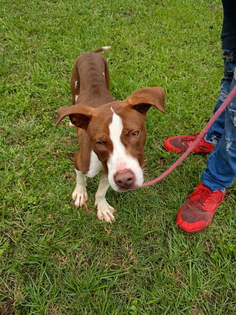 Enlarge Prince, a Adoptable mixed breed in Albany, GA image 3/6