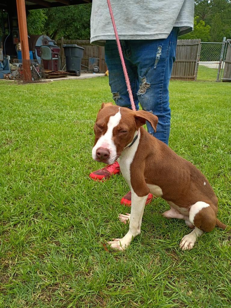 Enlarge Prince, a Adoptable mixed breed in Albany, GA image 4/6