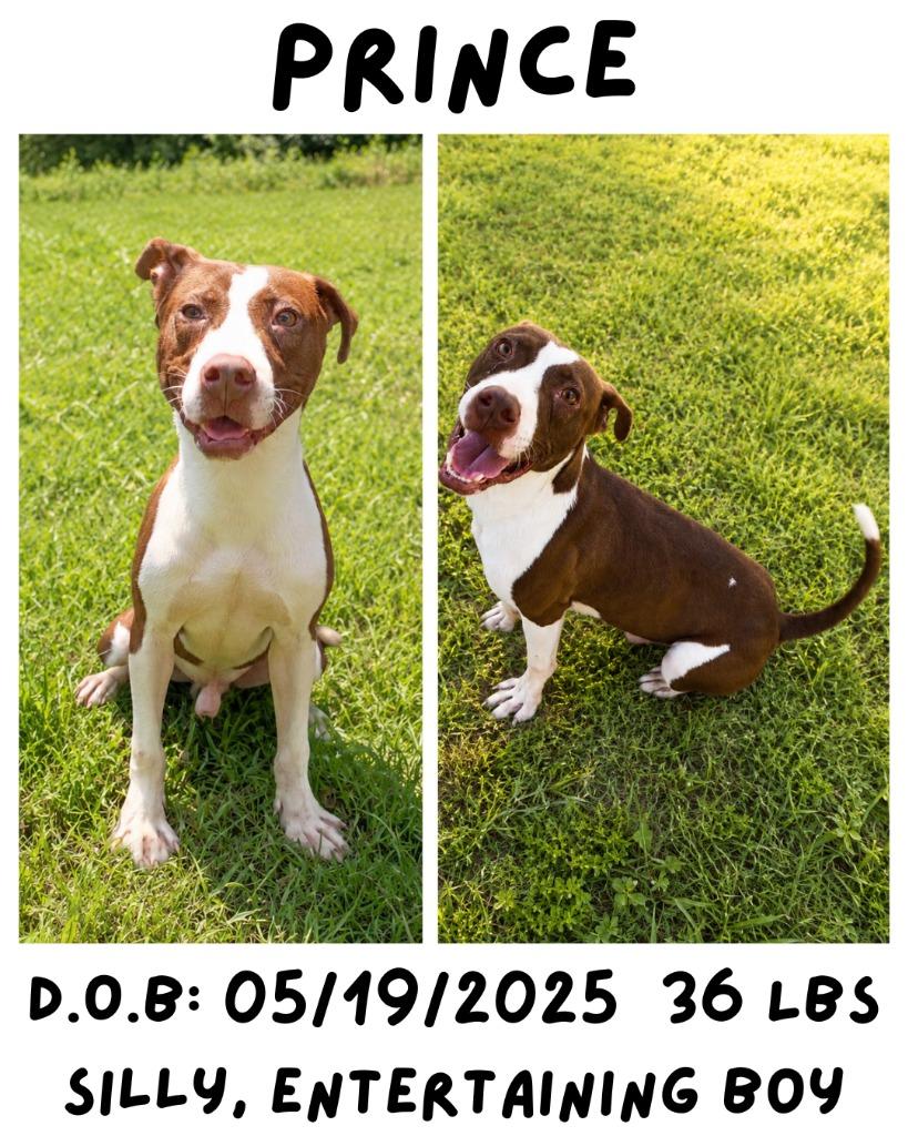 Enlarge Prince, a Adoptable mixed breed in Albany, GA image 6/6
