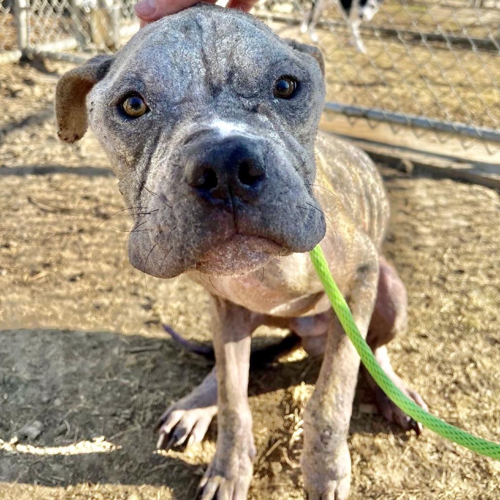 Pork Rind, Adoptable, Senior Male Pit Bull Terrier.