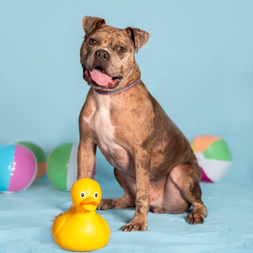 Enlarge Pork Rind, a Adoptable Pit Bull Terrier in Grapevine, TX image 2/6