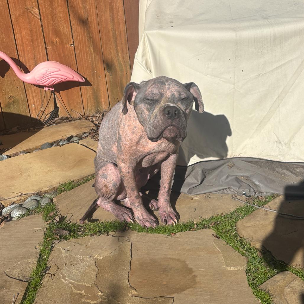 Enlarge Pork Rind, a Adoptable Pit Bull Terrier in Grapevine, TX image 3/6