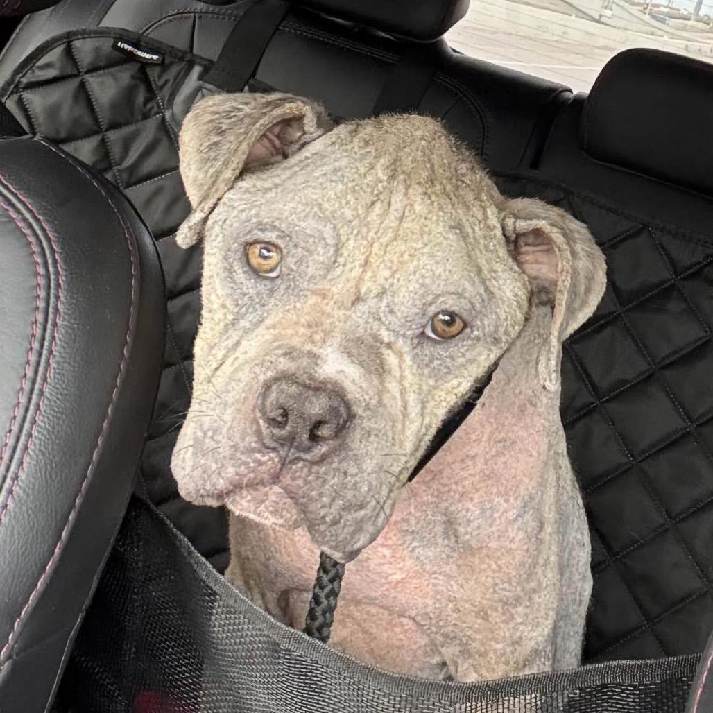 Enlarge Pork Rind, a Adoptable Pit Bull Terrier in Grapevine, TX image 4/6