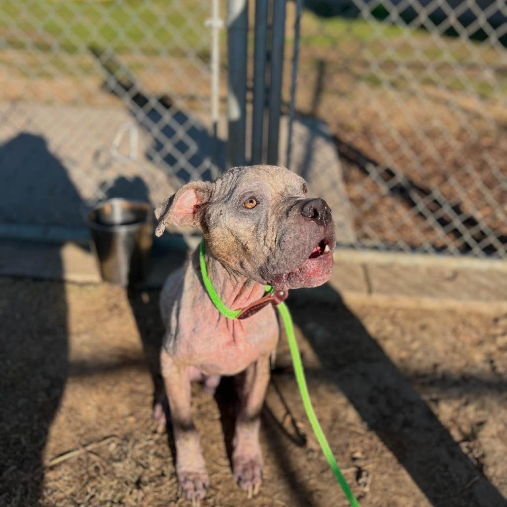 Enlarge Pork Rind, a Adoptable Pit Bull Terrier in Grapevine, TX image 5/6