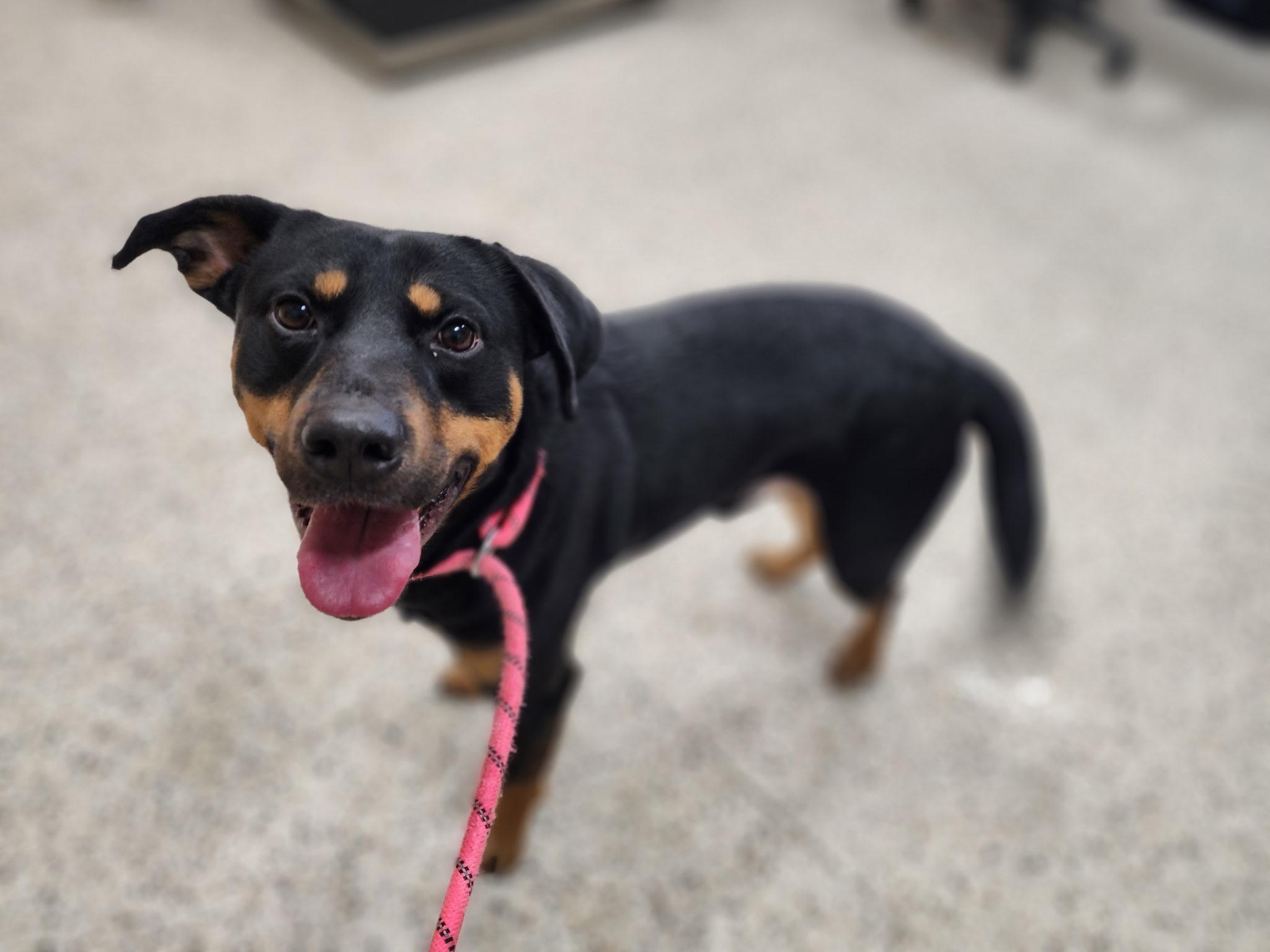 Enlarge Cooper, a ADOPTABLE mixed breed in Youngstown, OH image 1/1