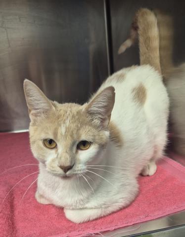 Enlarge STELLA, a Adoptable Domestic Short Hair in Decatur, IL image 1/1