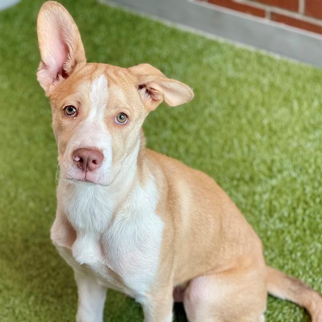 FROYO, Adoptable, Puppy Male Mixed Breed.