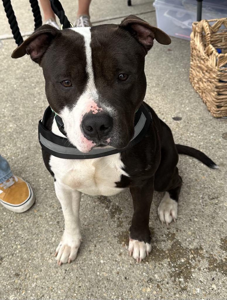 Goldberg, Adoptable, Adult Male American Staffordshire Terrier.