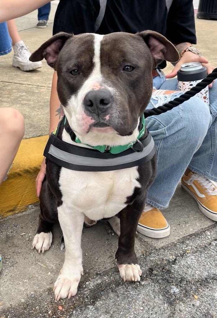 Goldberg, a Adoptable American Staffordshire Terrier in Sunderland, MD image 5/6