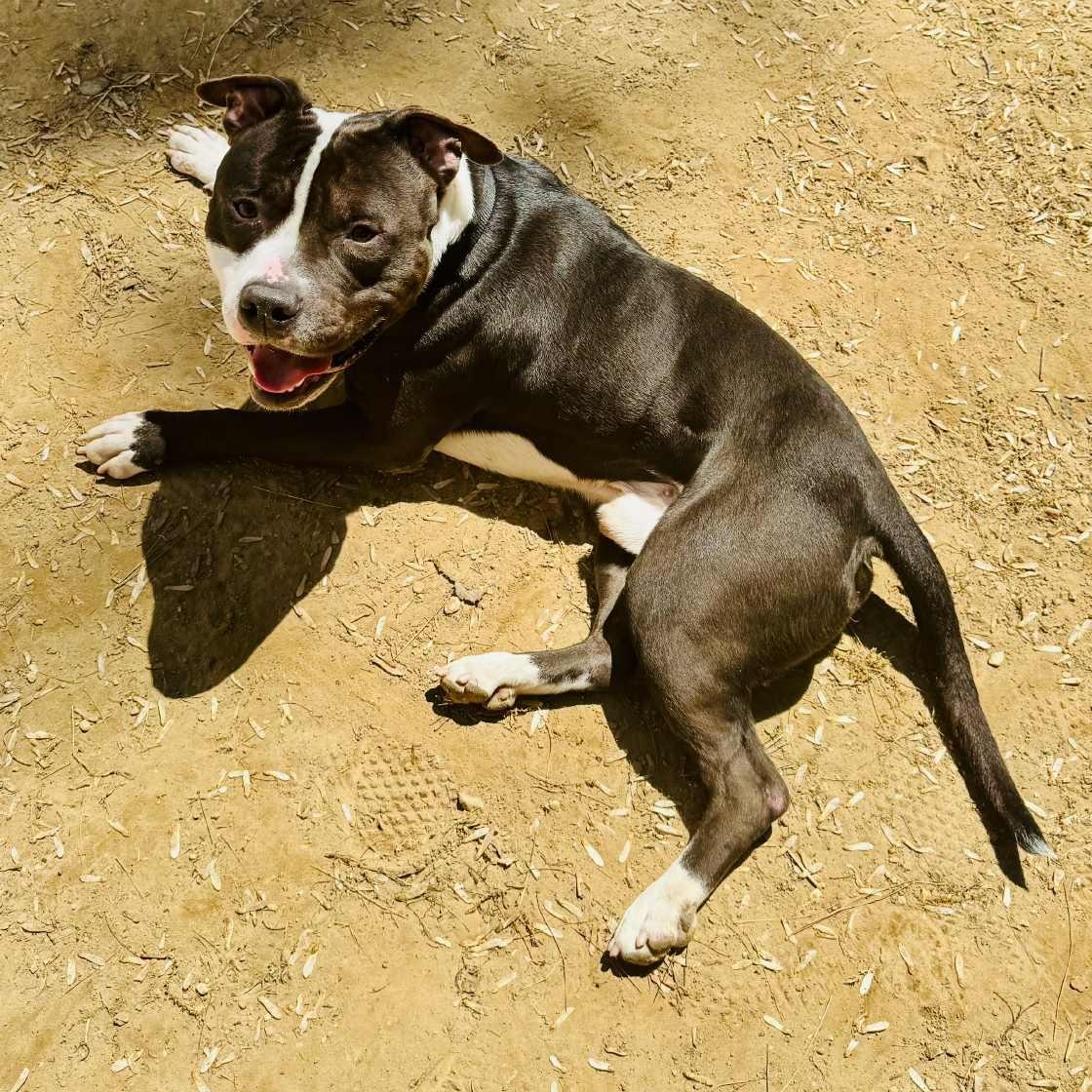 Goldberg, a Adoptable American Staffordshire Terrier in Sunderland, MD image 1/6