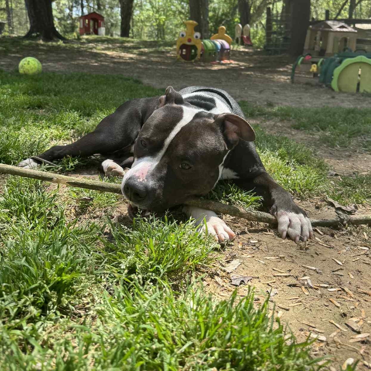 Goldberg, a Adoptable American Staffordshire Terrier in Sunderland, MD image 2/6