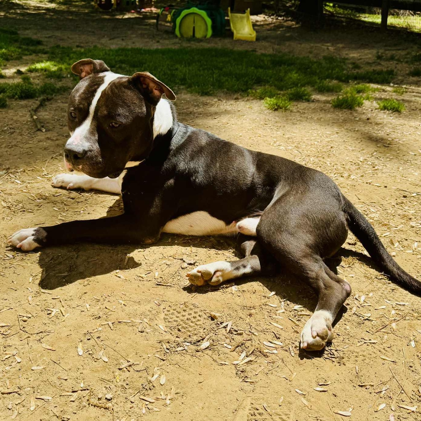 Goldberg, a Adoptable American Staffordshire Terrier in Sunderland, MD image 3/6