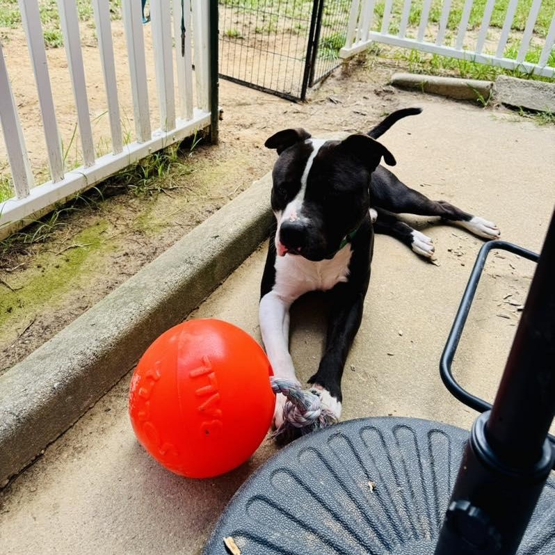 Goldberg, a Adoptable American Staffordshire Terrier in Sunderland, MD image 4/6