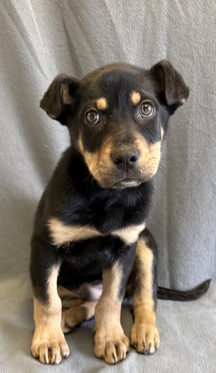 Enlarge Murphy, a ADOPTABLE mixed breed in Buffalo, MN image 1/1