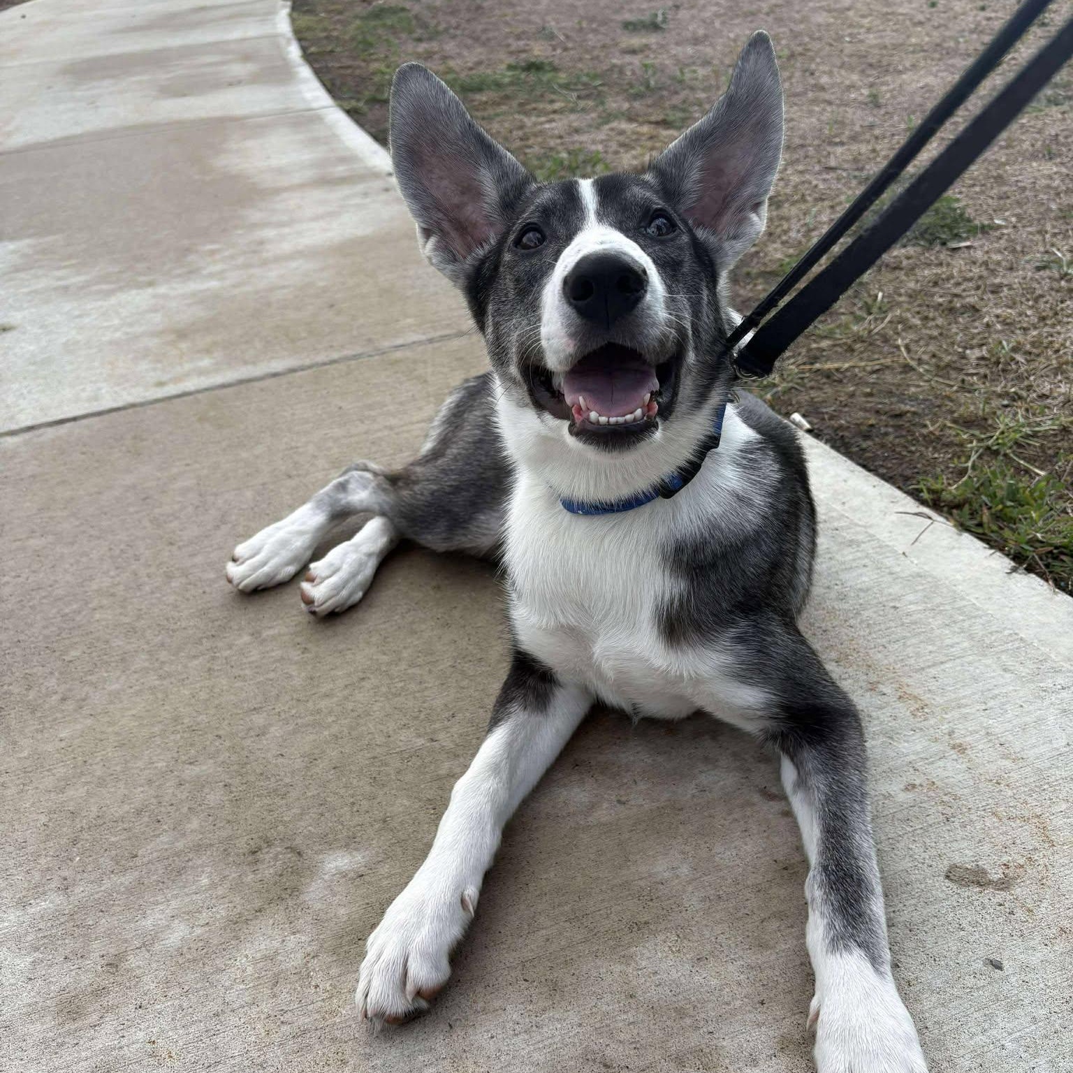 Missy, a Adoptable mixed breed in Toronto, ON image 4/5