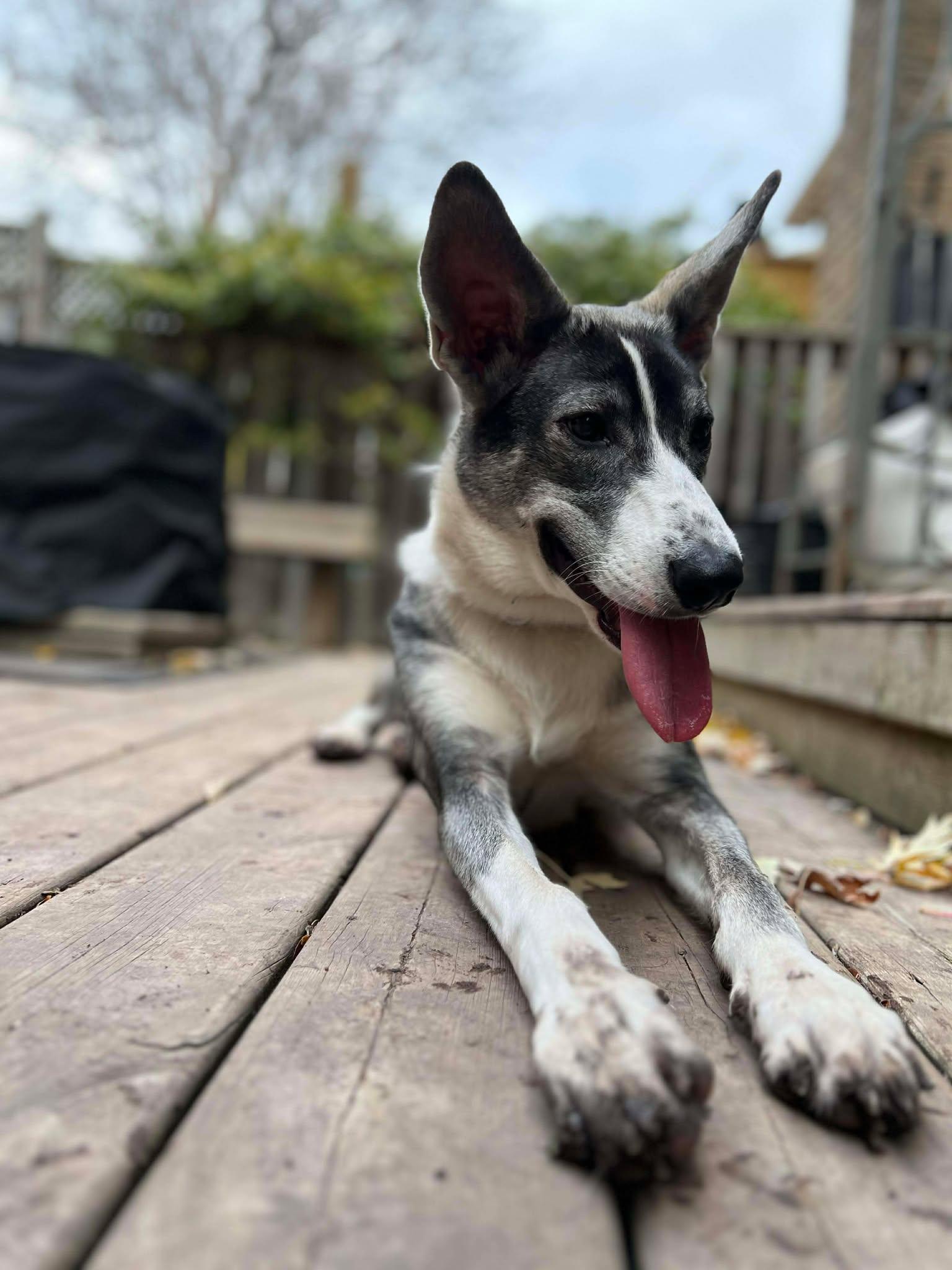 Missy, Adoptable, Young Female Husky & German Shepherd Dog.