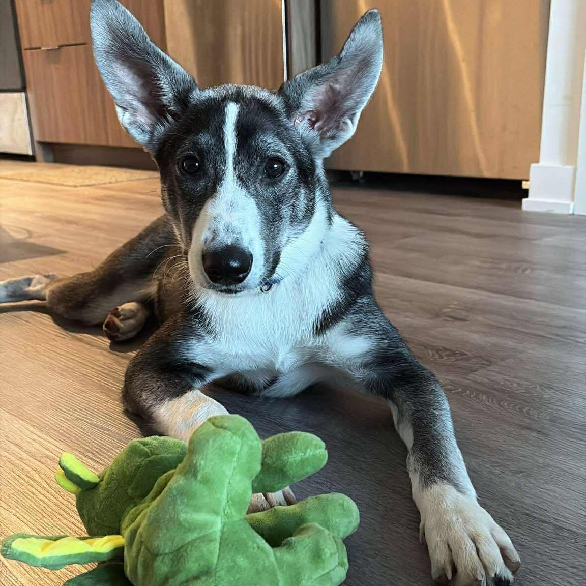 Missy, a Adoptable mixed breed in Toronto, ON image 2/5