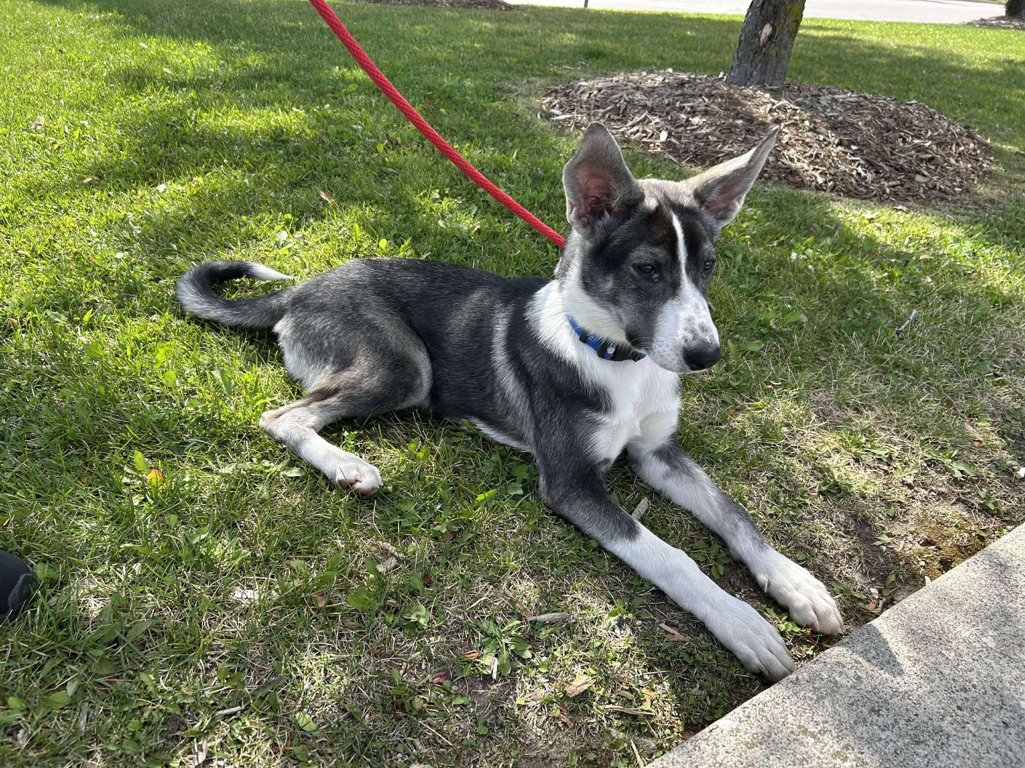 Missy, a Adoptable mixed breed in Toronto, ON image 5/5