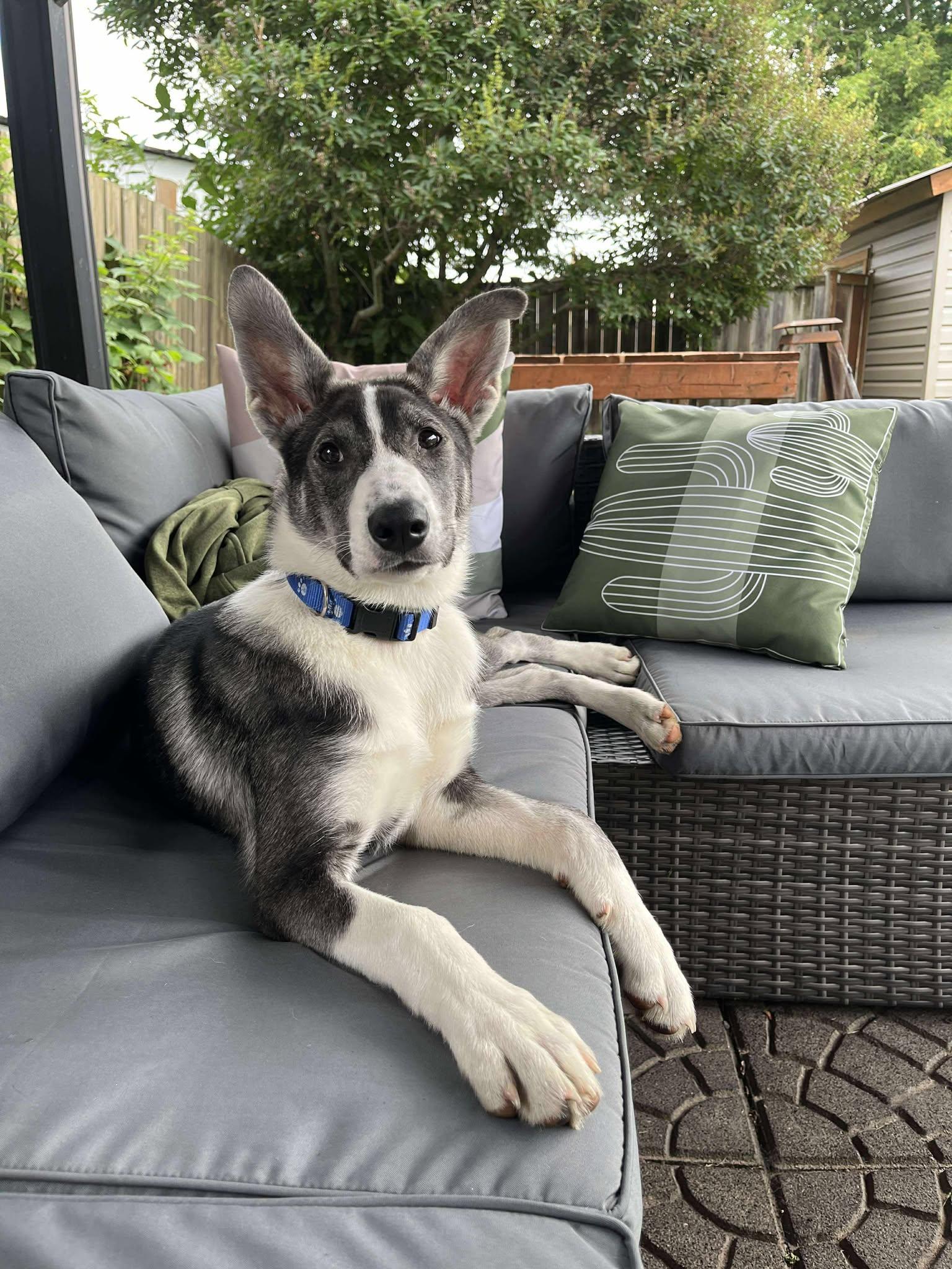 Missy, a Adoptable mixed breed in Toronto, ON image 3/5