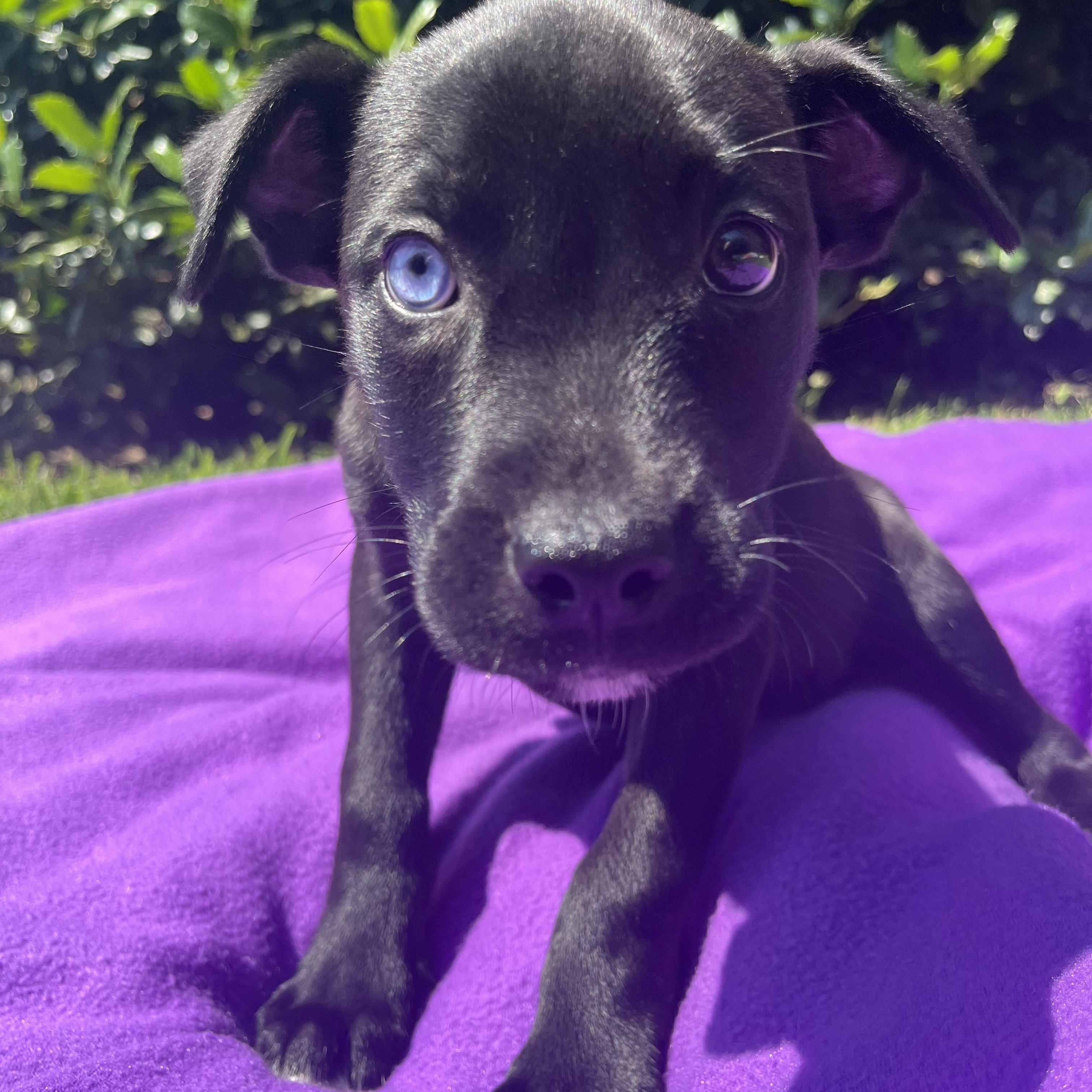 Hi Im Bayla I am a 10 week old boxer mix female I came in with 8 siblings I am