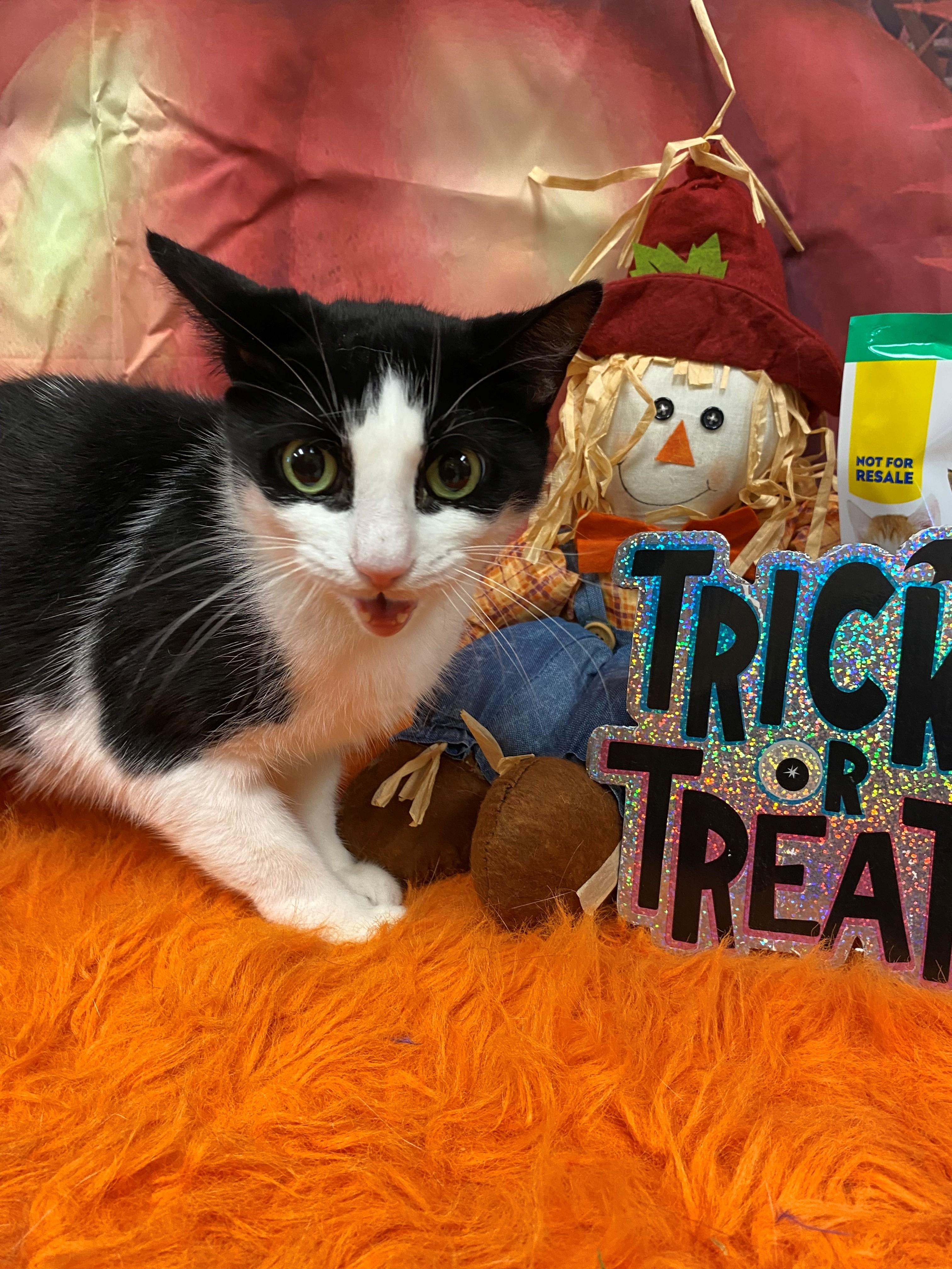 Enlarge Zidia 59610277, a Adoptable Domestic Medium Hair in Harvey , LA image 1/1