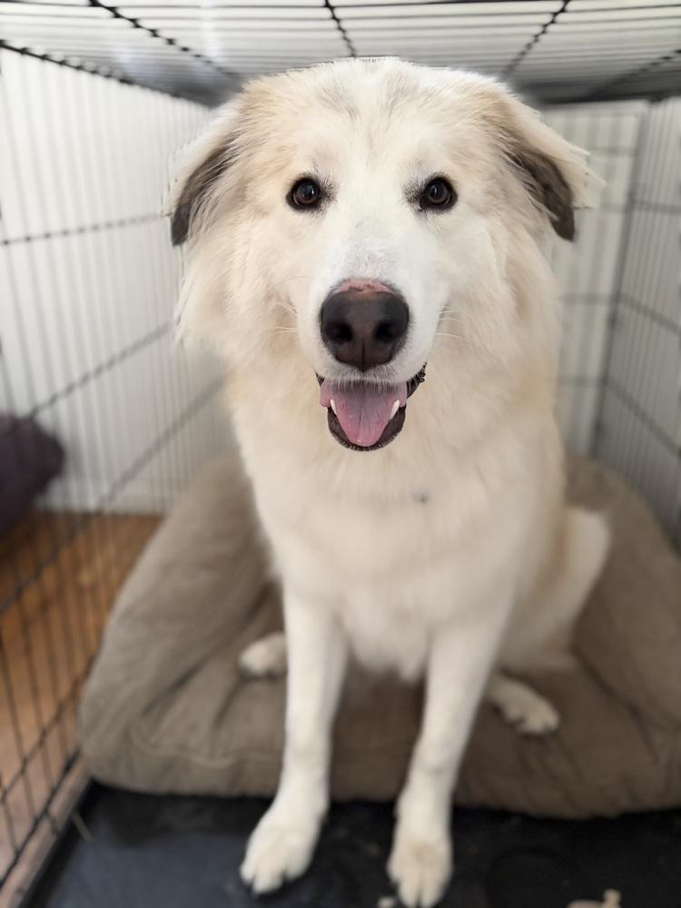 Freya, a Adoptable mixed breed in Denver, CO image 1/6