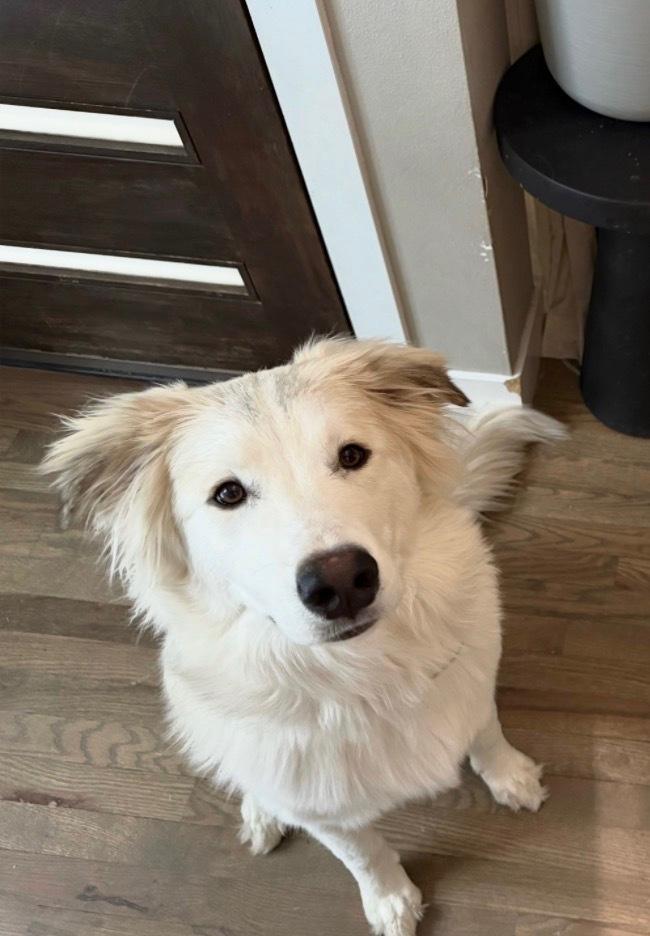 Freya, Adoptable, Adult Female Great Pyrenees & German Shepherd Dog.