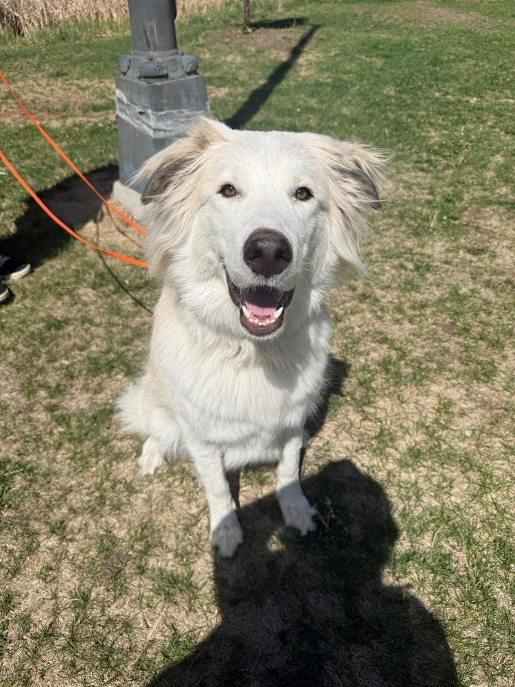 Freya, a Adoptable mixed breed in Denver, CO image 2/6