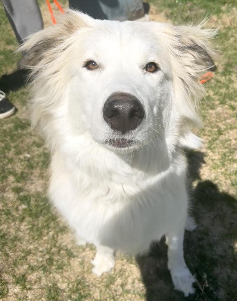 Freya, a Adoptable mixed breed in Denver, CO image 3/6