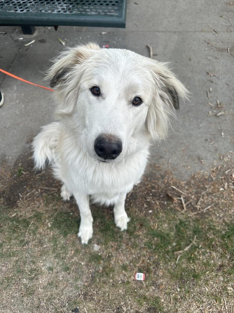 Freya, a Adoptable mixed breed in Denver, CO image 4/6