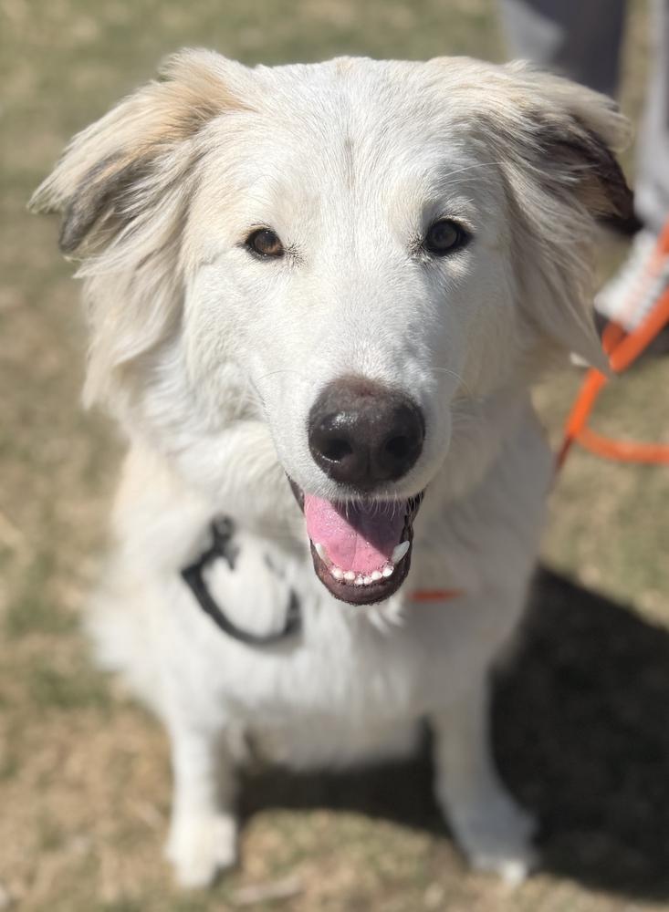 Freya, a Adoptable mixed breed in Denver, CO image 5/6