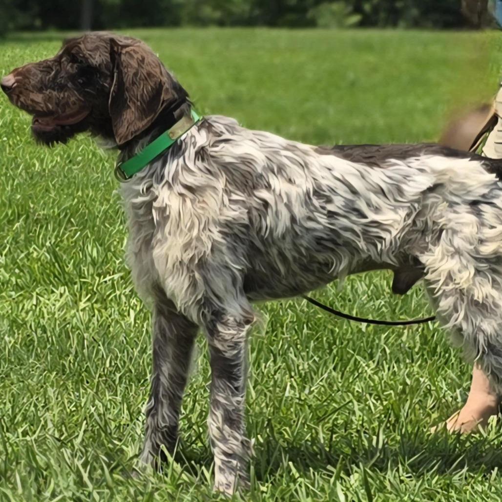 Lil Man (Wellston, Ohio), a Adoptable German Wirehaired Pointer in Santa Rosa, CA image 1/4